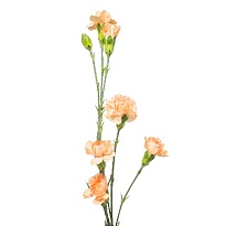 Гвоздика кустовая Peach Vanilla 10шт