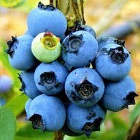 Голубика (Vaccinium) высокорослая Нортланд/Цв.Кор
