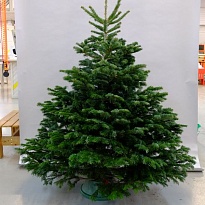 Пихта Nordmann Excellent сруб h150-175 см (5)