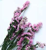 Статица сухоцвет, h60-70см, 3-5шт, светло-розовый
