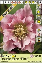 Морозник Эллен Пинк махр.1шт*