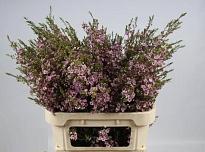 Хамелациум (Waxfl) Anat дл.80 5шт