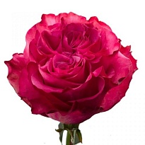 Роза Hercha Country Blues дл.50 25шт