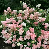 Гортензия (Hydrangea) мет. Фантом d17 h40-60 1шт