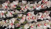 Орхидея Cymbidium Rainbow's Beyonce*9 дл.60 1шт