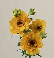 Лютик Natura Moderna Vivaldi 10шт