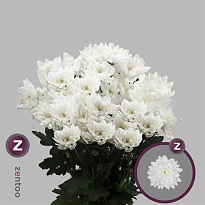 Хризантема кустовая Pina Colada Zentoo 5шт
