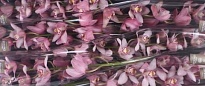 Орхидея Cymbidium Pink Cocktail*6 дл.80 1шт