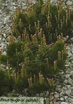 Сосна (Pinus) горная Пумилио d9 h5-10 18шт