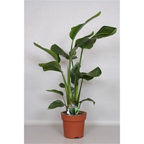 Стрелиция Николай d17 h90 6шт