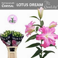 Лилия Dbl Lotus Dream 4/5+ 10шт