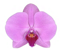 Орхидея Фален. Миннеаполис 1ст d12 h70-80 10шт