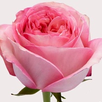 Роза Altas Cumbres Pink Xpresion дл.50 25шт