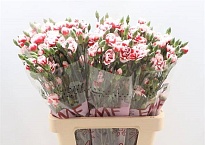 Гвоздика кустовая Swing 10шт