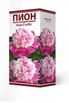 Пион молочноцветковый Кора Стаббс 2/3 1шт