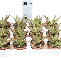 Алоэ Витро d8 h15 12шт