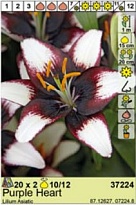 Лилия Пурпл Харт аз. 10/12 2шт*