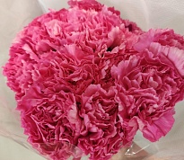 Гвоздика Одноголовая Bizet Hot Pink (К) дл.70 20шт