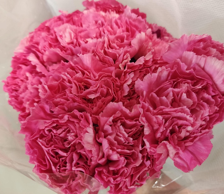 Гвоздика Одноголовая Bizet Hot Pink (К) дл.70 20шт