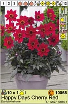 Георгина Хэппи Дэйс Черри Ред анем. 1шт*