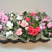 Азалия микс d10 h20 8шт