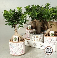 Фикус Микрокарпа Гинсенг (керамика) d14 h30 6шт