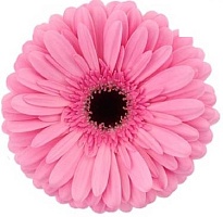 Гербера Tyler 25шт