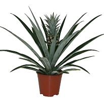 Ананас Сhampaca d14 h60 8шт