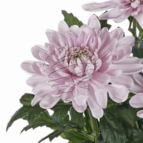 Хризантема одноголовая Rossano 10шт