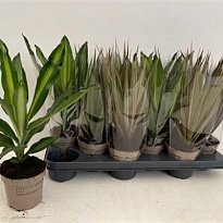 Плант микс d12 h35 10шт