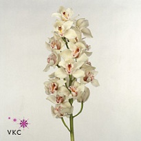 Орхидея Cymbidium Cascade дл.60 *9 1шт
