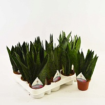 Сансевиерия Зеланика d9 h25 9шт