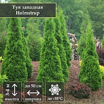 Туя (Thuja) западная Холмструп d9 h30 6шт