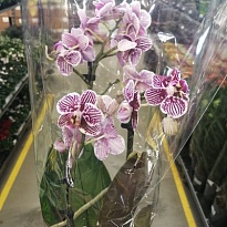 Орхидея Фален. Мультифлора микс 2 ст d12 h60 10шт