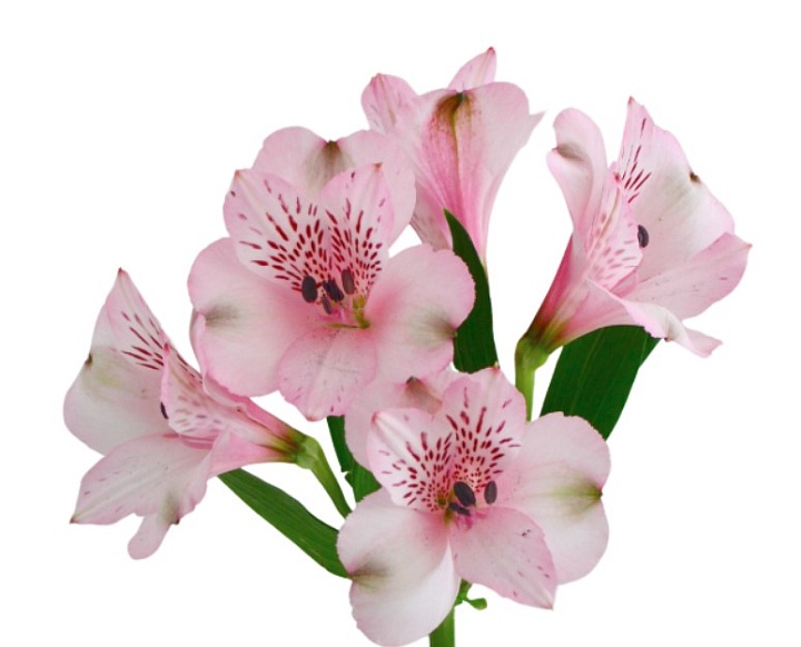 Альстромерия Tessa Debby дл.60 10шт