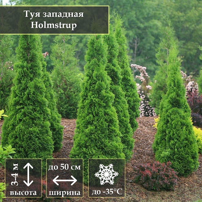 Туя (Thuja) западная Холмструп d9 h30 6шт