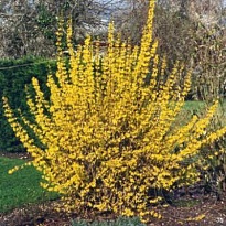 Форзиция (Forsythia) промежут.Уик-энд d9 h20-30 18шт
