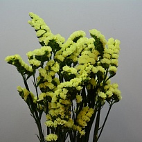 Статица Yellow Sun Bird 25 шт