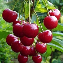 Вишня Саратовская малышка (Малышка) (дюк)/С 1шт
