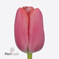 Тюльпан Tresor 10шт