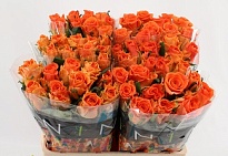 Роза On Fire дл.60 10шт