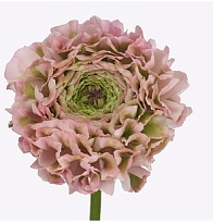 Лютик Pon Pon Candy 10шт