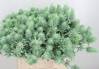 Эрингиум Alpinum Paint Mint 10шт