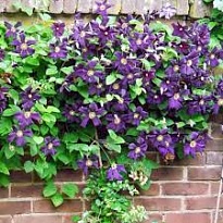 Клематис (Clematis) Романтика d9 h35 12шт