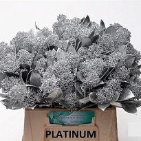 Скимия Per Bunch Paint white дл.45 1шт