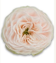 Роза Сен Тропе пионовид. (МЦ) дл.60 10 шт/уп