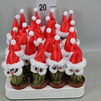 Кактус Дед Мороз d5 h10 30шт