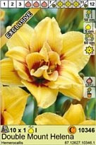 Лилейник Маунт Хелена махр. 1шт*