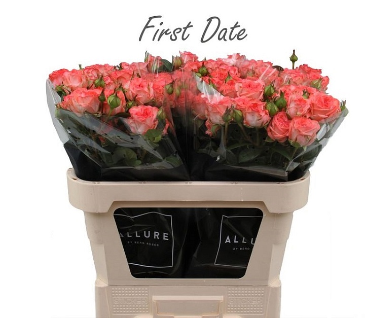 Роза кустовая First Date дл.70 10шт