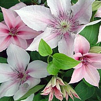 Клематис (Clematis) Иоанн Павел II d9 h35 12шт